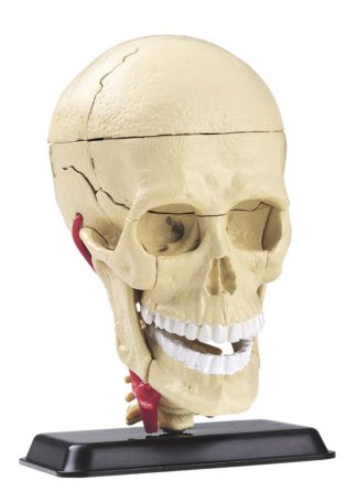 Kranium 39 delar - modell