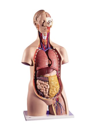 Stort anatomiset, Torso