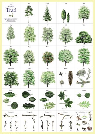 Affisch Svenska Träd