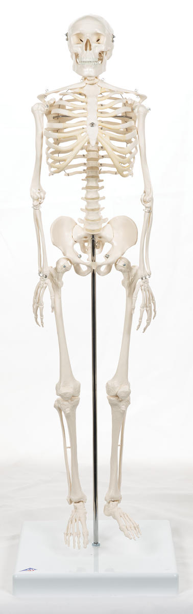 Skelett, människa, 84 cm