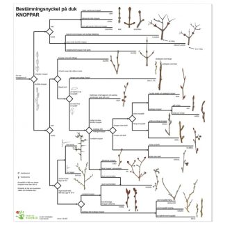 Bestämningsnyckel Knoppar plast FÄRG