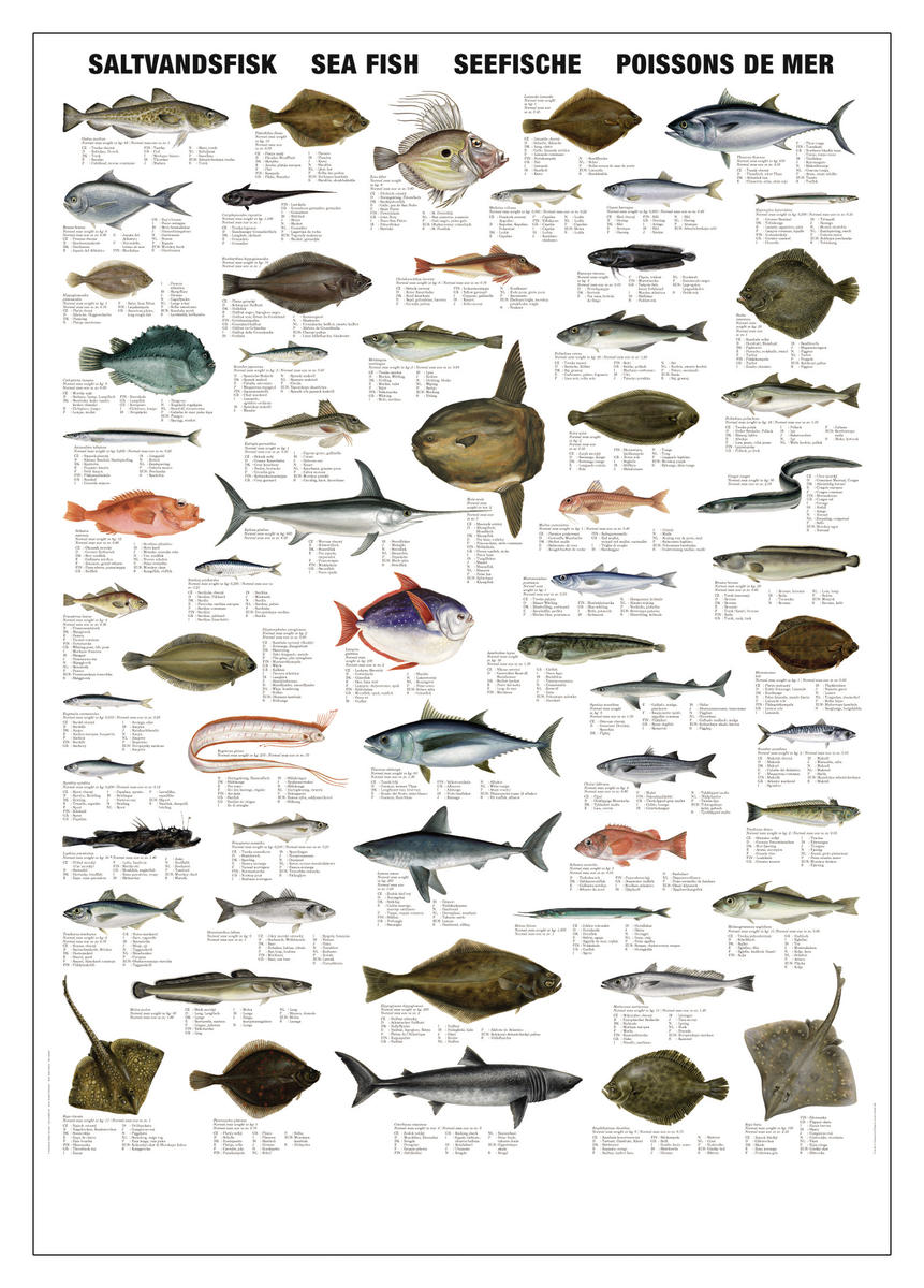 Affisch saltvattenfiskar