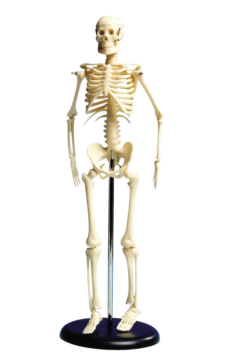 Skelett med ställ 46 cm