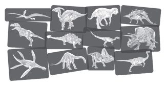 Röntgenbilder Dinosaurier