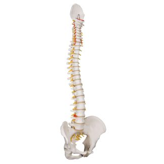 Ryggrad med bäcken i naturlig storlek