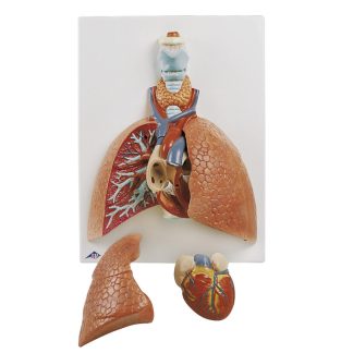 Lungor med hjärta - modell
