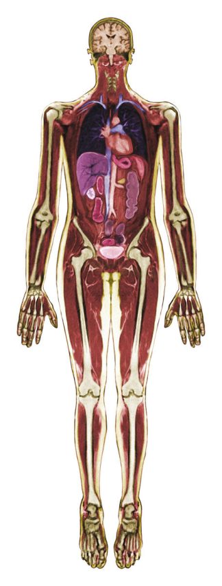 Röntgenbilder människa