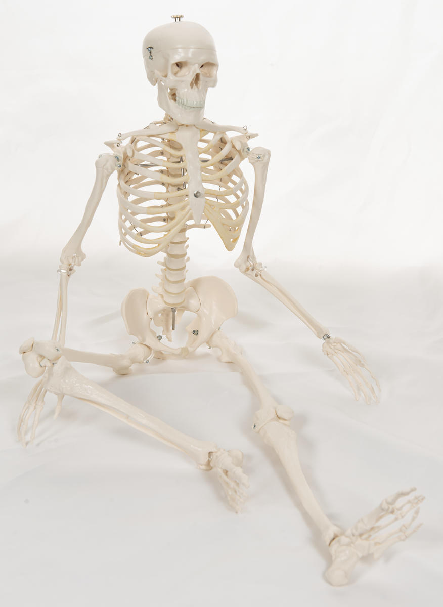 Skelett, människa, 84 cm - Bild 3