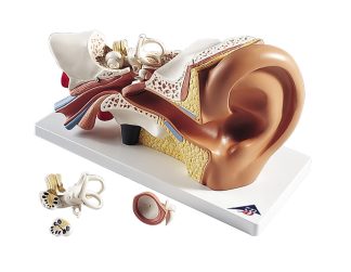 Öra modell 3x naturlig storlek