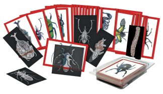 Röntgenbilder och bildkort på insekter