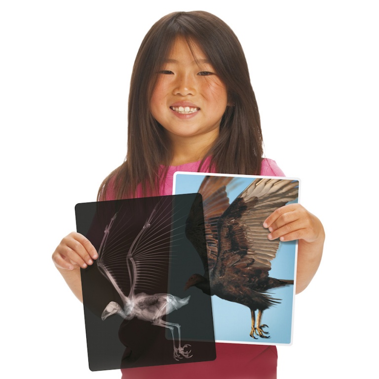 Röntgenbilder djur - Bild 2