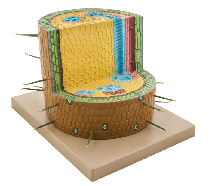 Växtstjälk tvåhjärtbladig