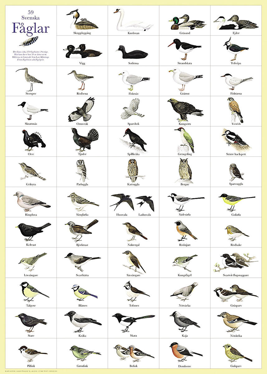 Affisch Svenska Fåglar