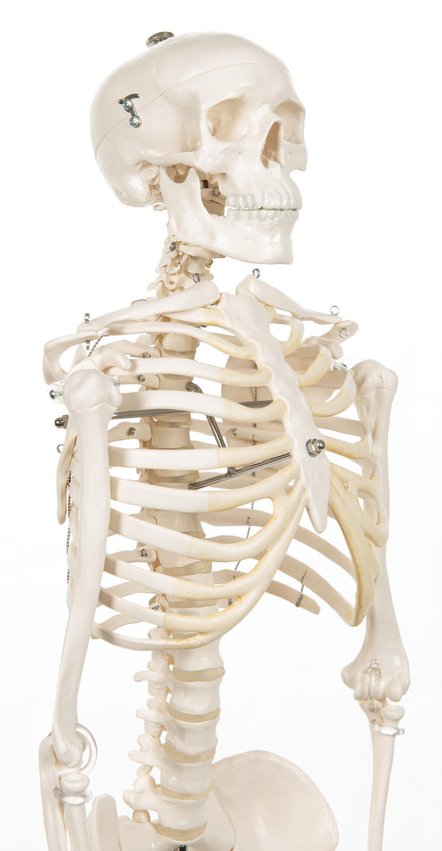 Skelett, människa, 84 cm - Bild 2