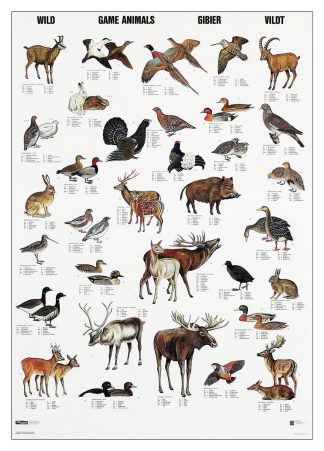 Affisch vilda djur