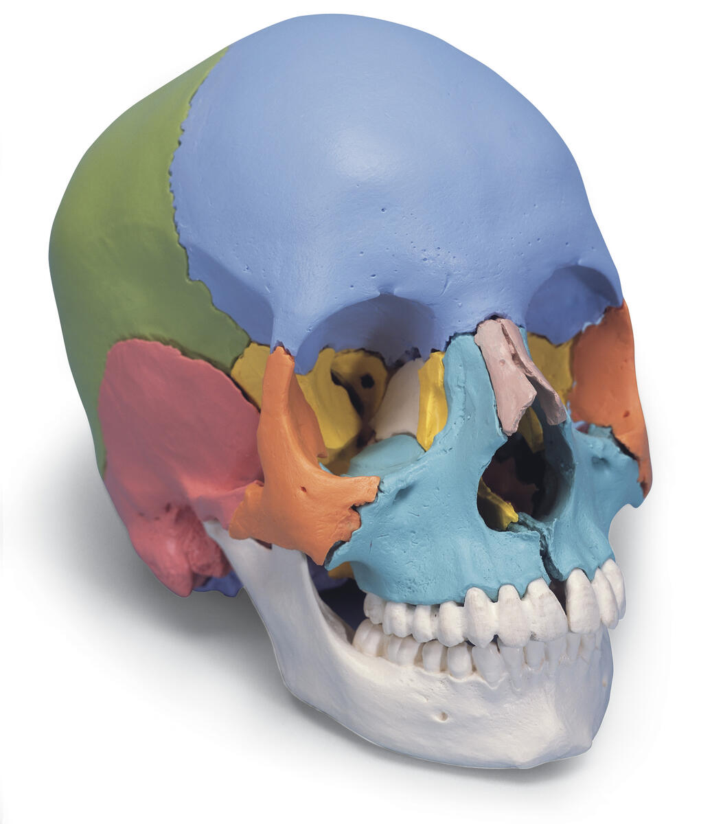 Kranium 22 delar - modell