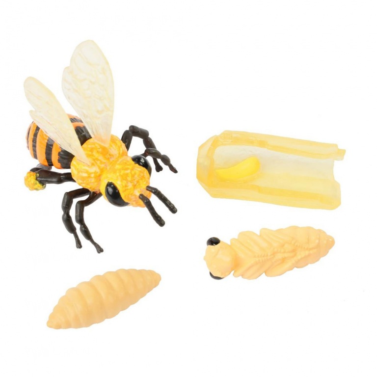 Biets livscykel, modeller - Bild 2