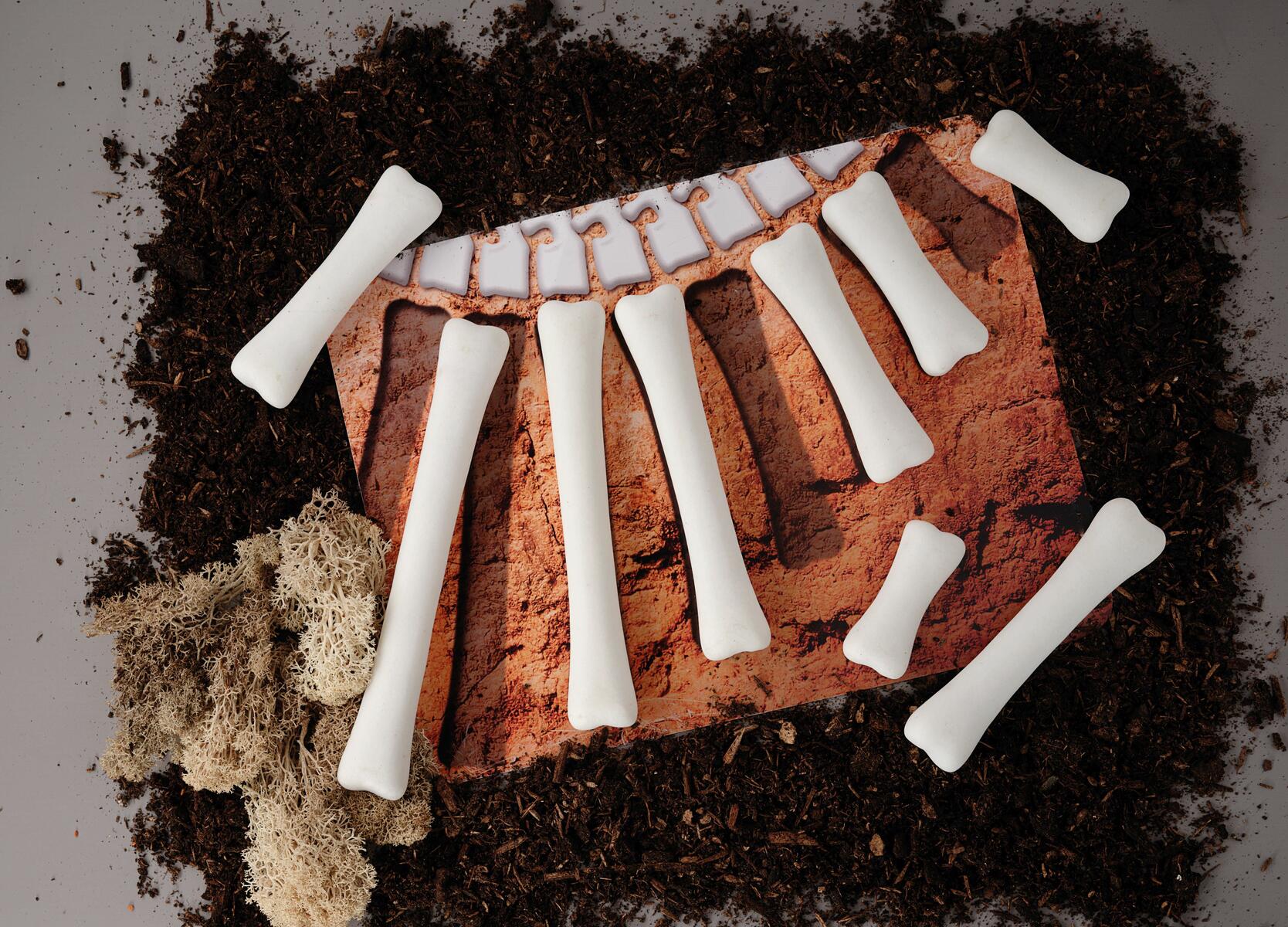 Dinosaurieben - Bild 2