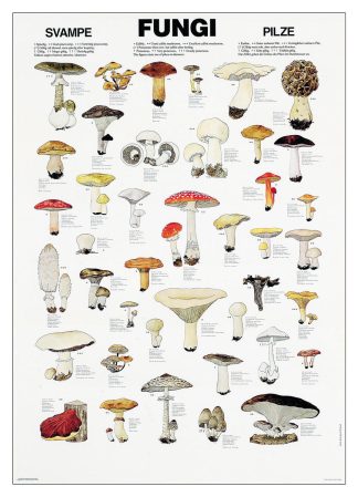 Affisch svampar