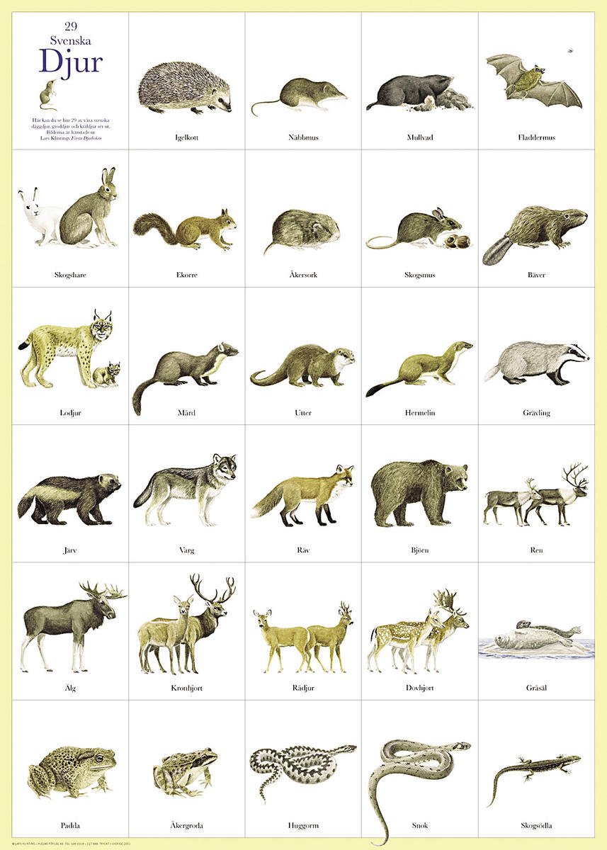 Affisch Svenska Djur
