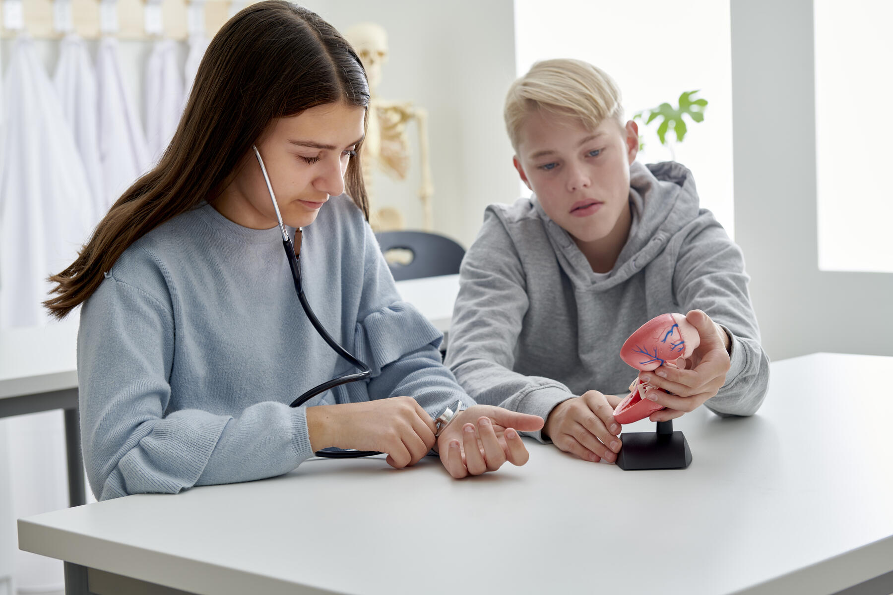 Hjärta - modell på stativ - Bild 3