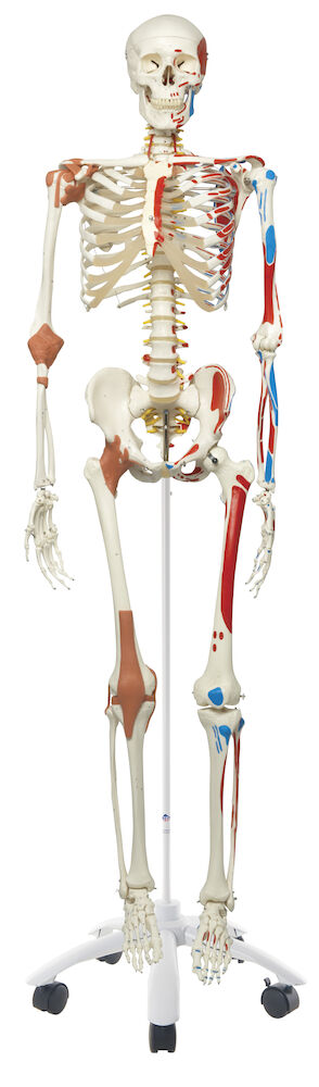 Skelett, människa, med muskler och ligament 176,5 cm