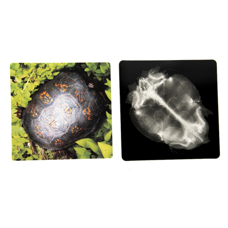 Röntgenbilder djur - Bild 4