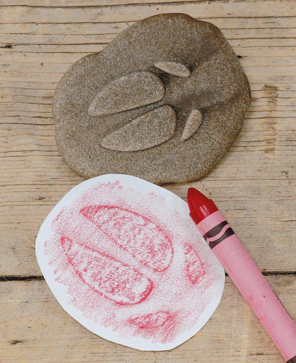 Undersök fotspår från bondgården