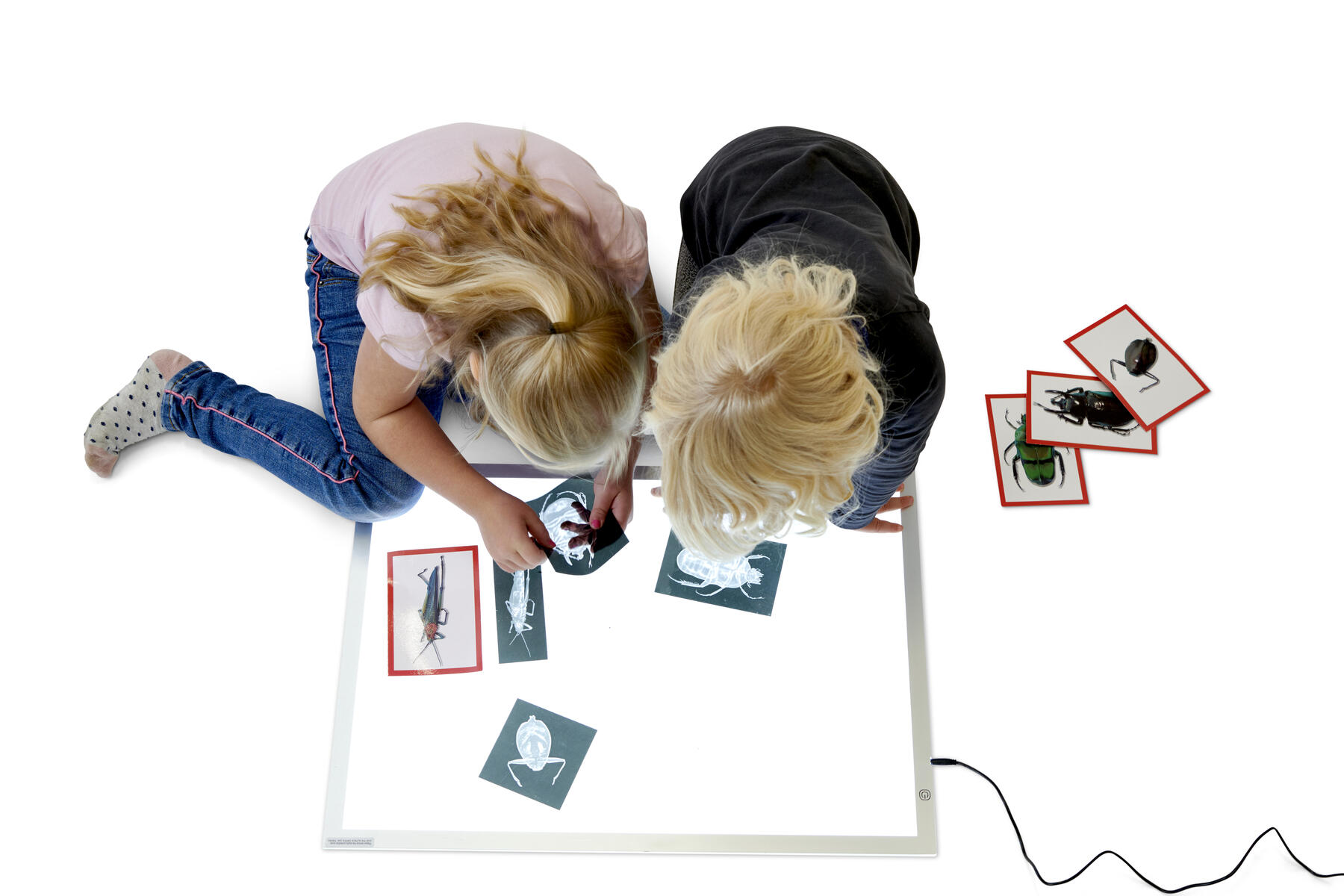 Röntgenbilder och bildkort på insekter - Bild 2