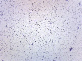 Mikroskoppreparat, Stafylokocker