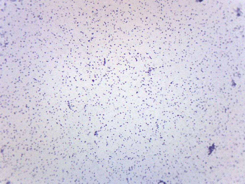 Mikroskoppreparat, Stafylokocker