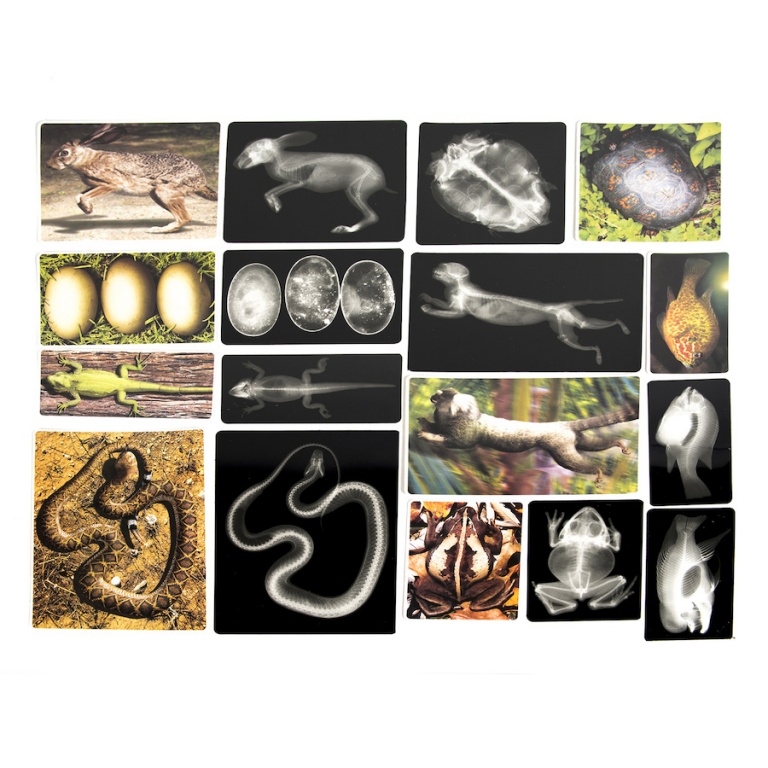 Röntgenbilder djur - Bild 3