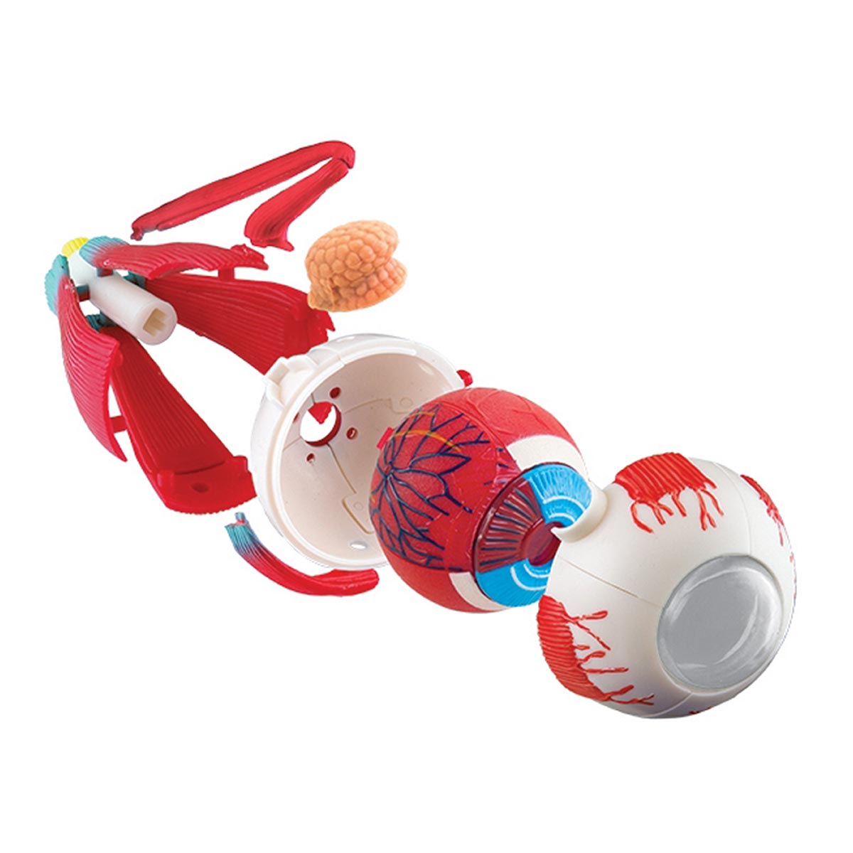 Ögonmodell - Bild 2