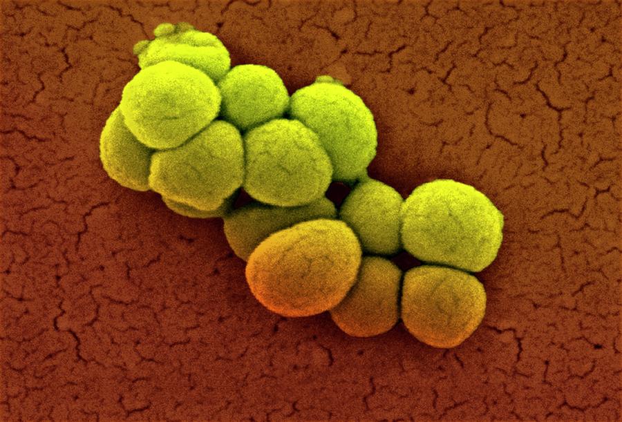 Levande bakteriekultur - Micrococcus luteus