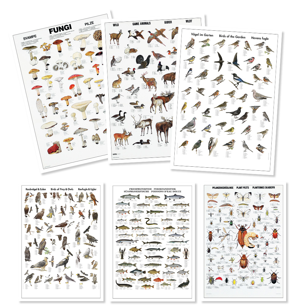 Affischer Natur 6st, 70x100 cm